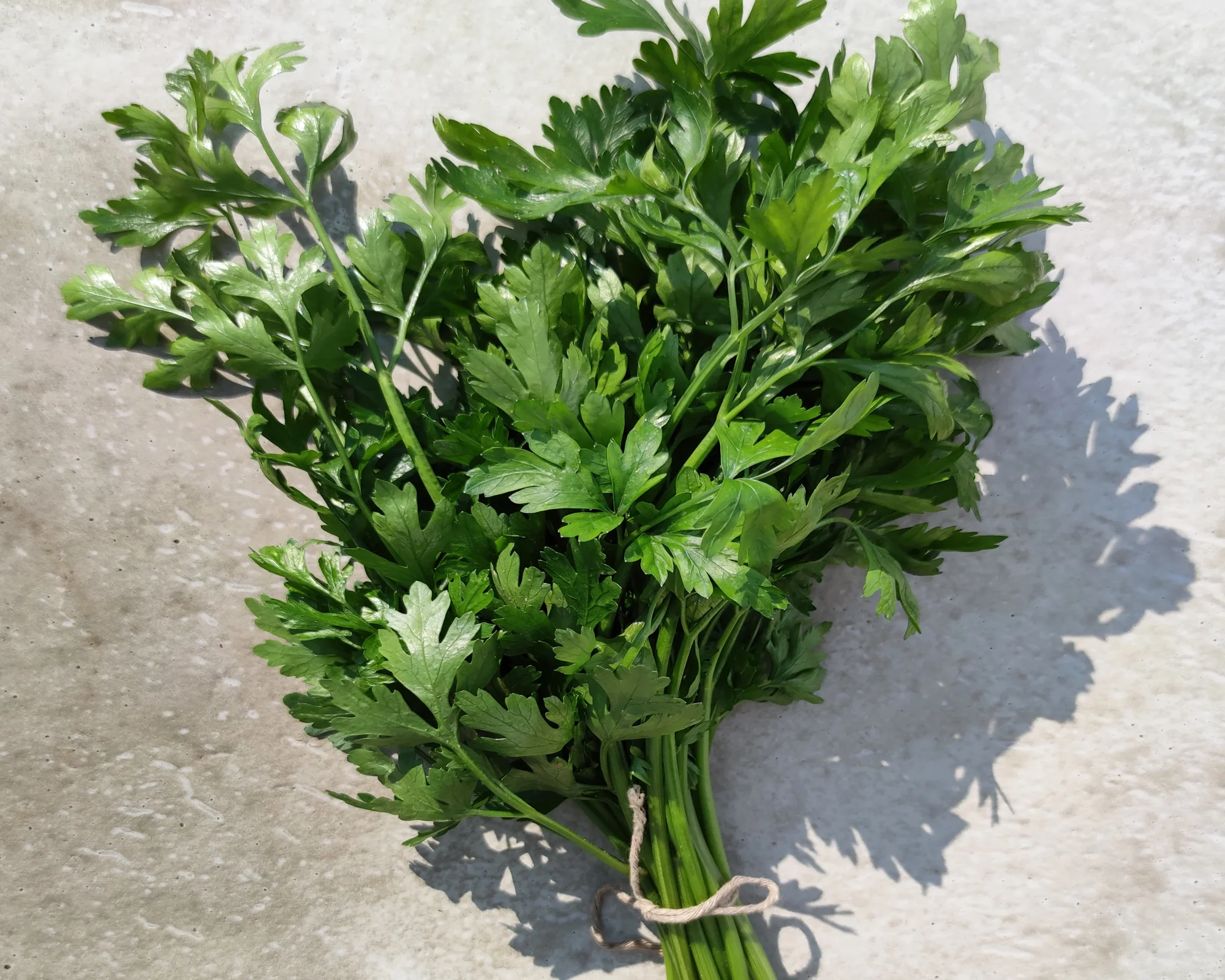 Nać pietruszki pęczek